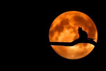cat on branch, full moon